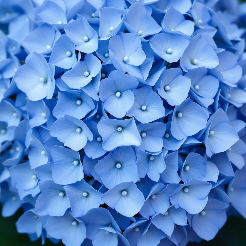 Blue Hydrangea Macro Background