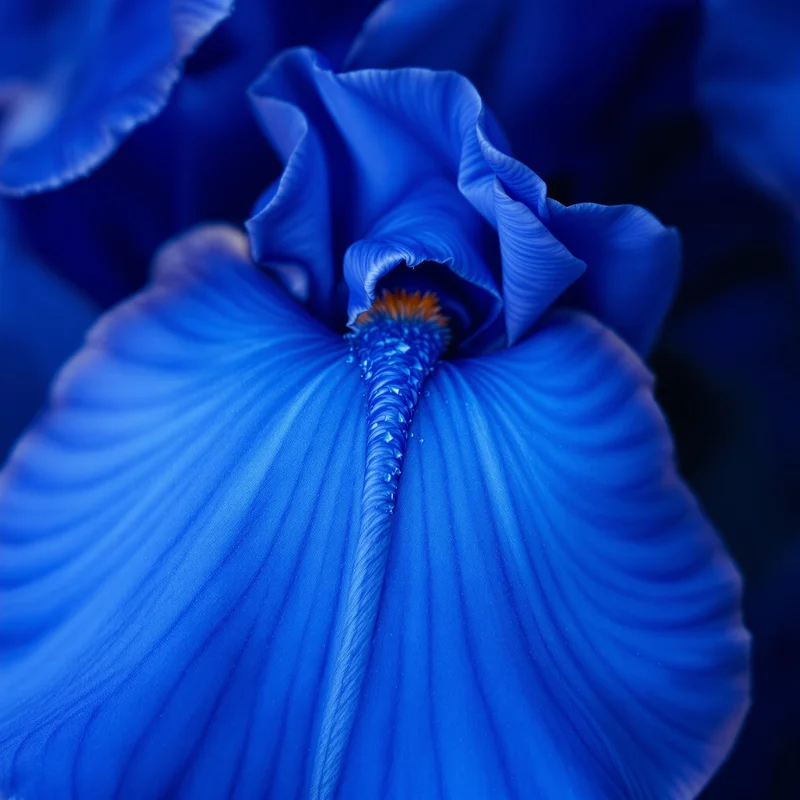 Blue Iris Petal Background