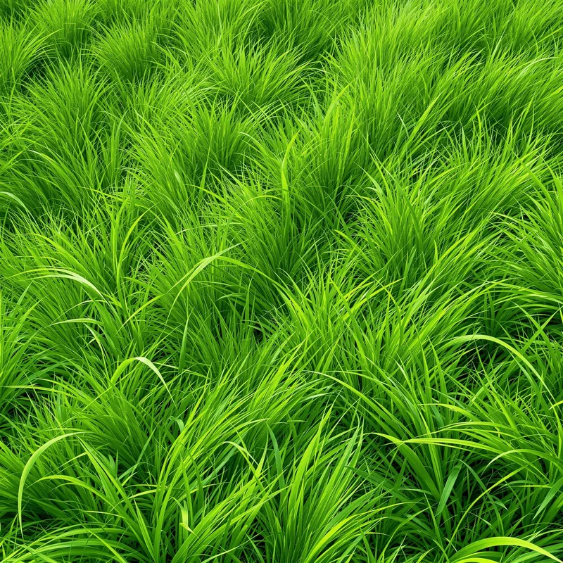 Eternal soft grass background