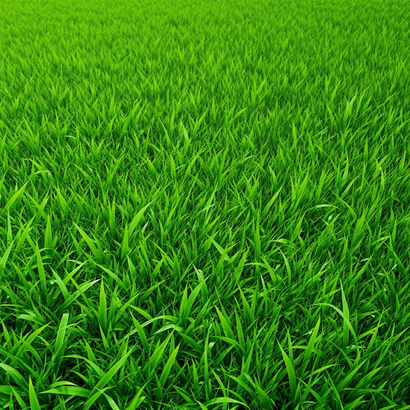 Fresh green grass background