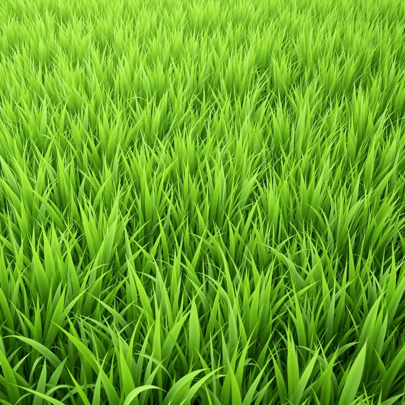 Gentle calm grass background