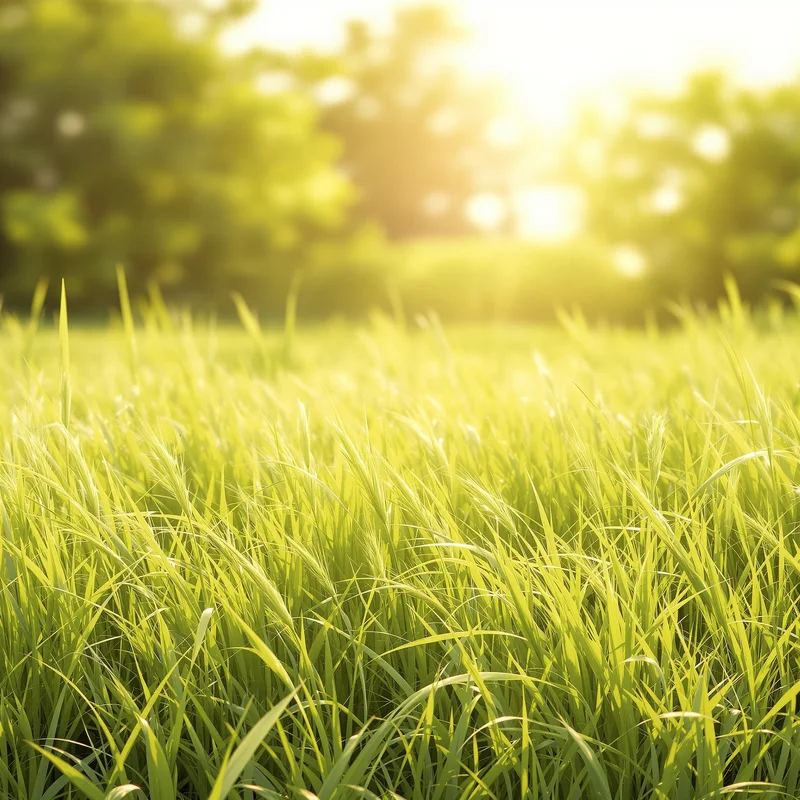 Gentle sunlit grass background
