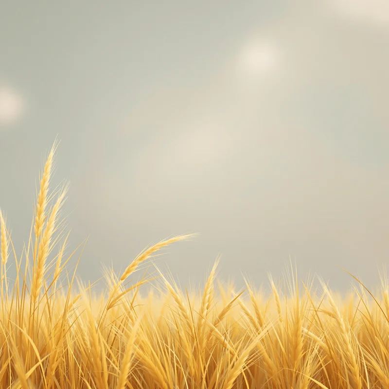 Golden fresh grass background