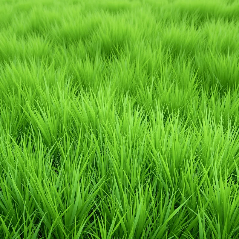 Soft green grass background