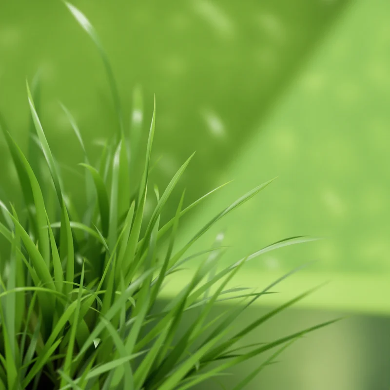 Studio minimal grass background