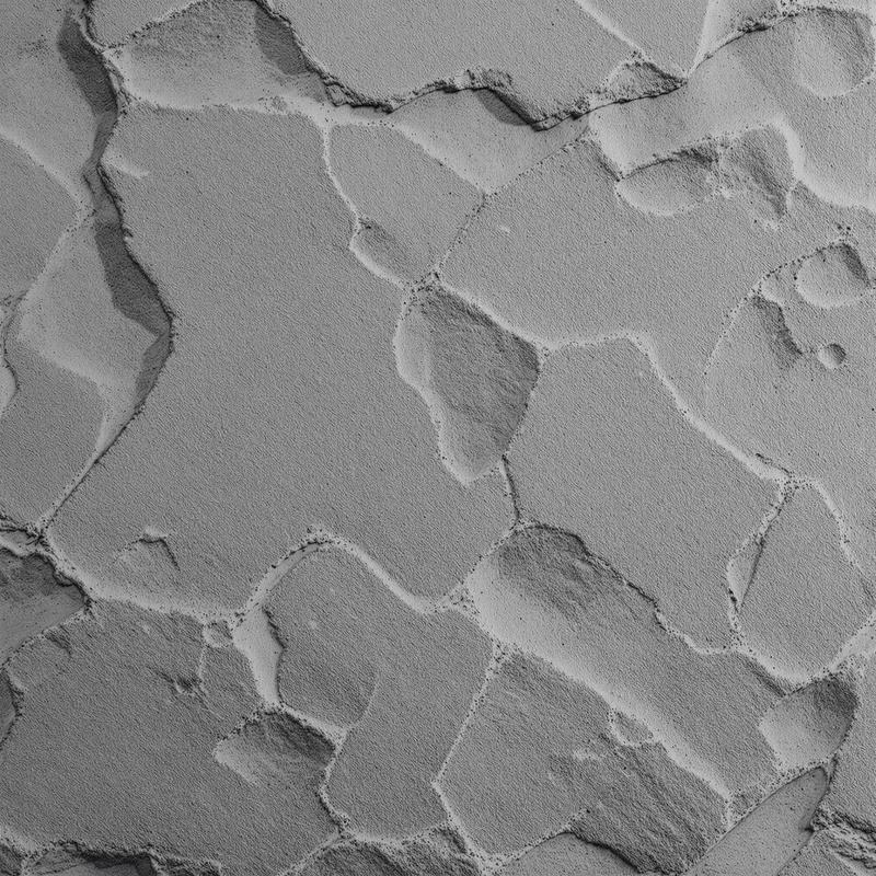 Fossil Clay Impression Gray Background