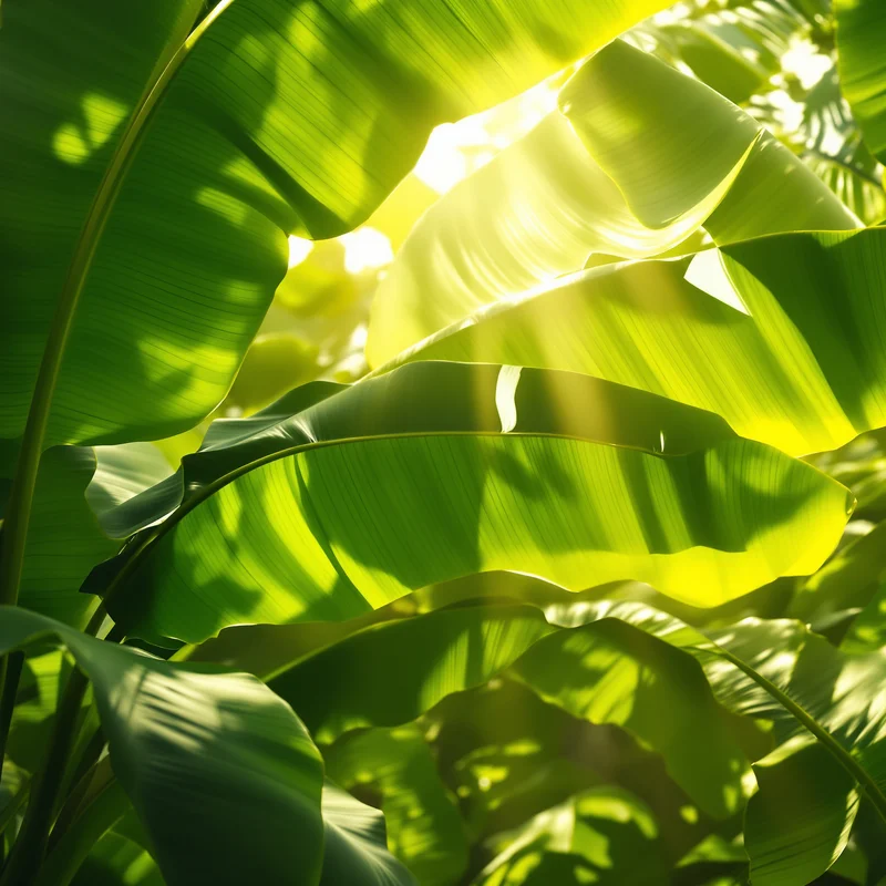 Banana Leaf Veil Green Yellow Background