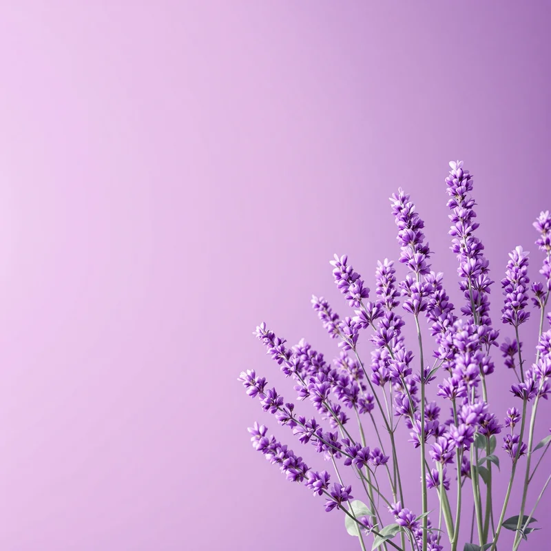 Warm studio lavender background