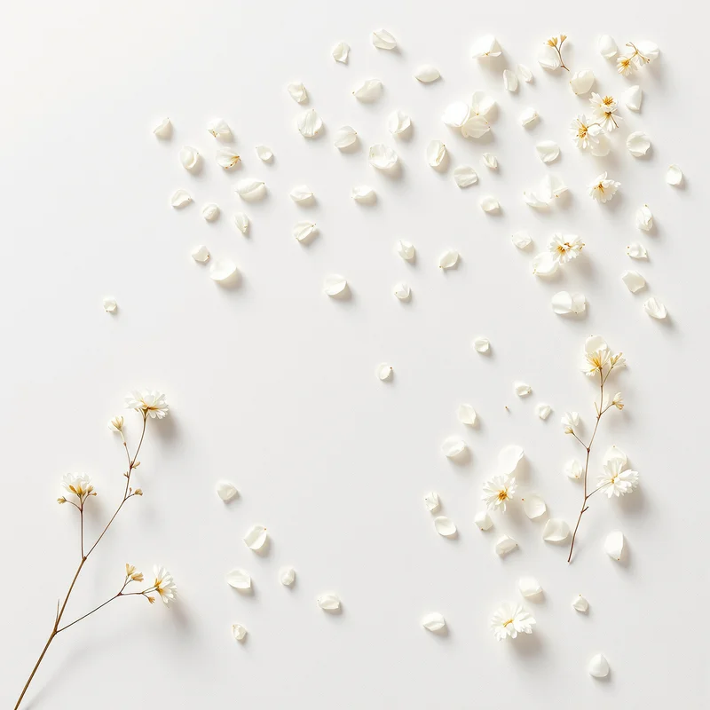 Dried Petal Snow Off White Background