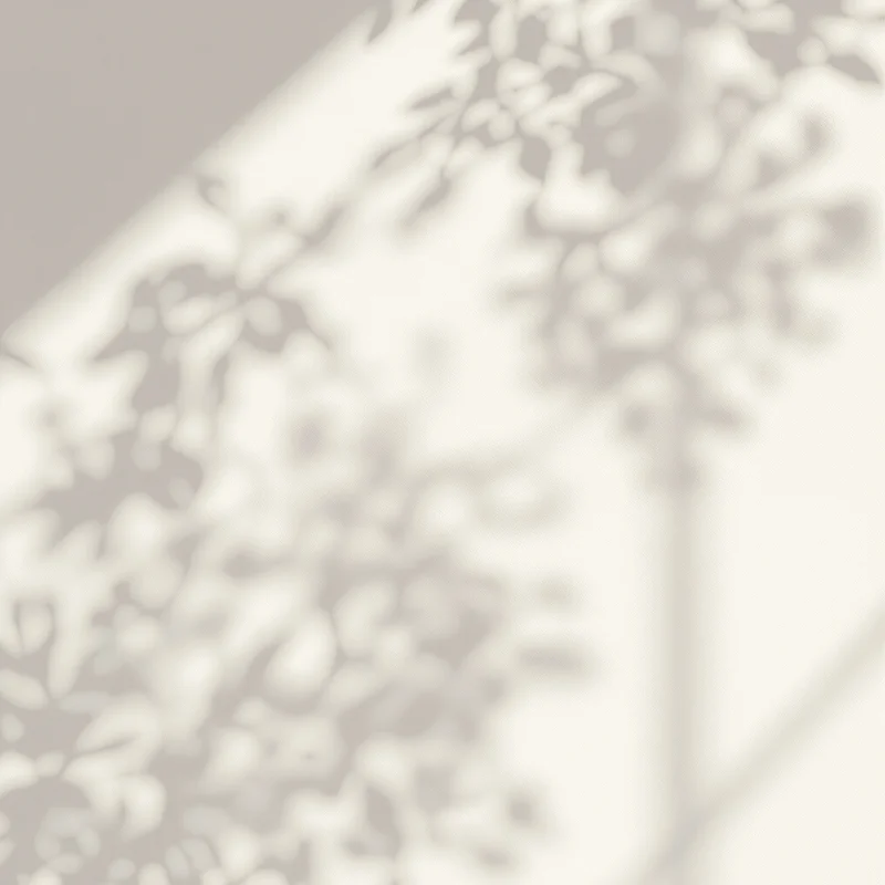 Shell Lace Shadow Off White Background