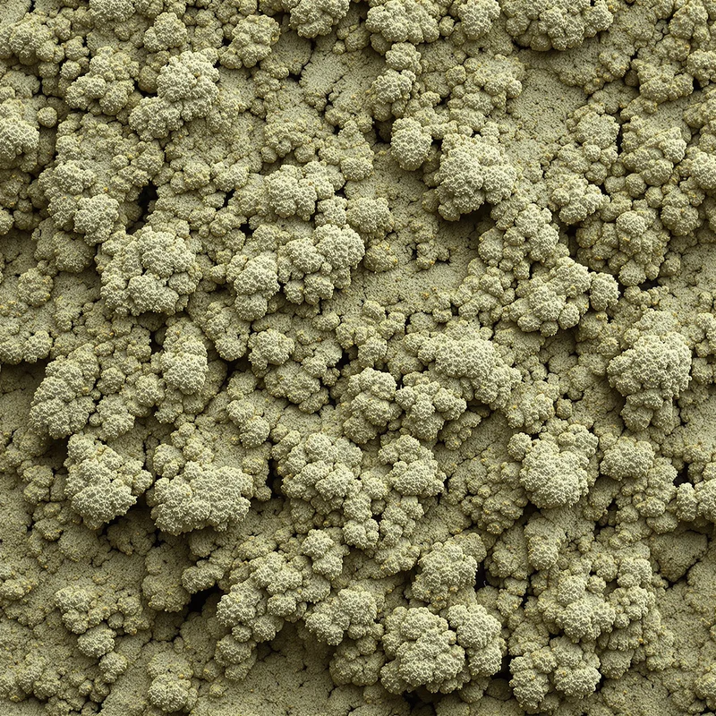 Dry Lichen Field Olive Background