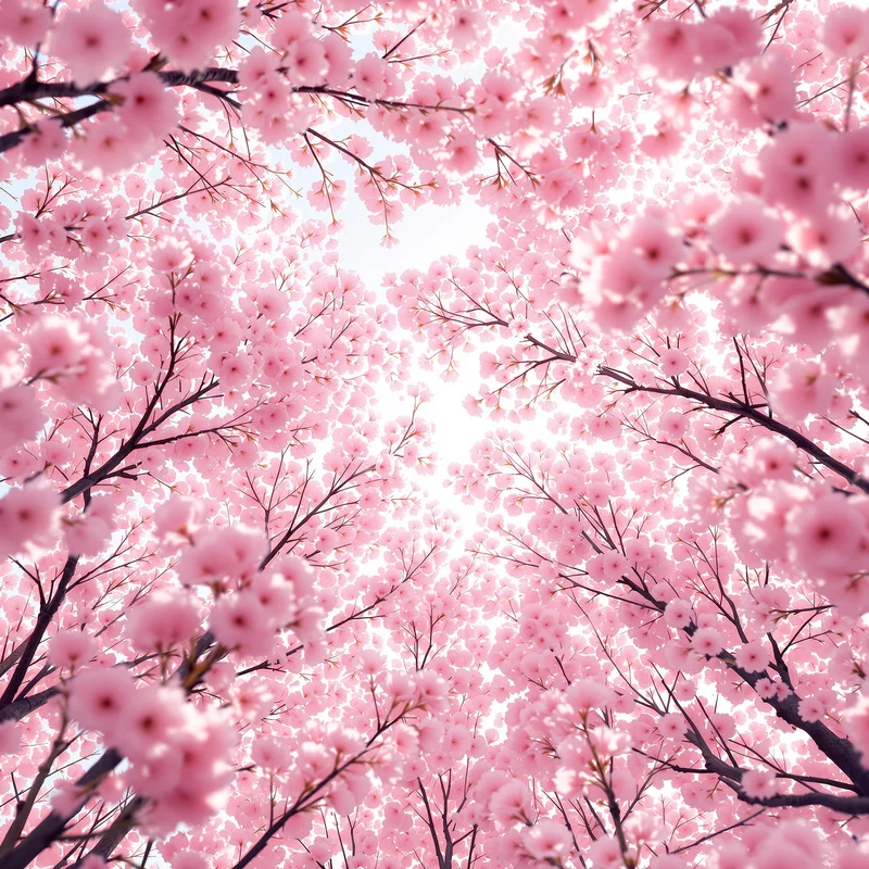 Pink Cherry Blossom Canopy Background