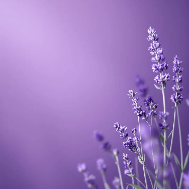 Studio lavender background