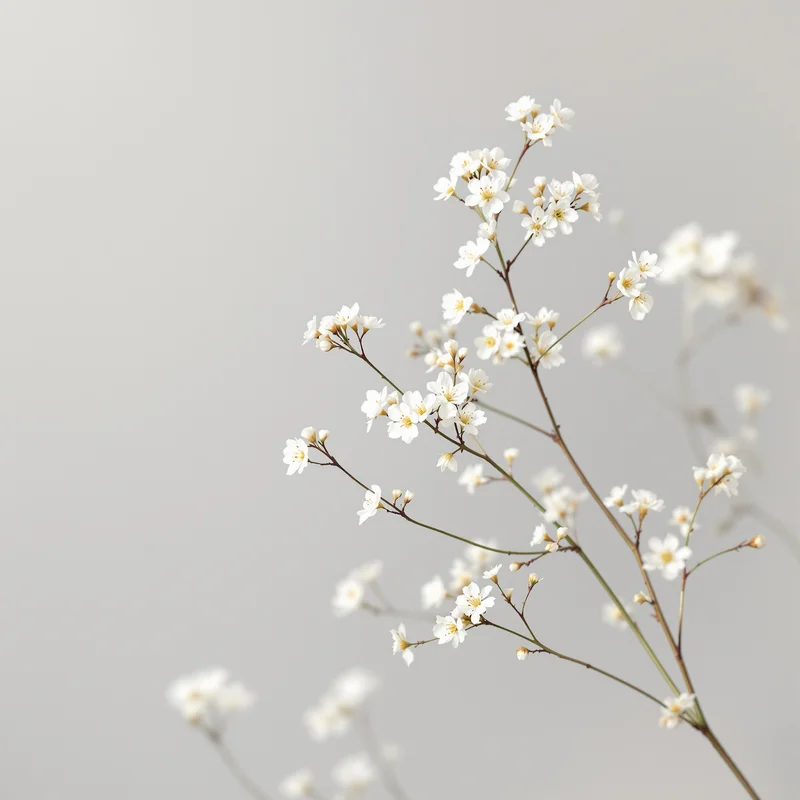 Baby Breath Floral White Background