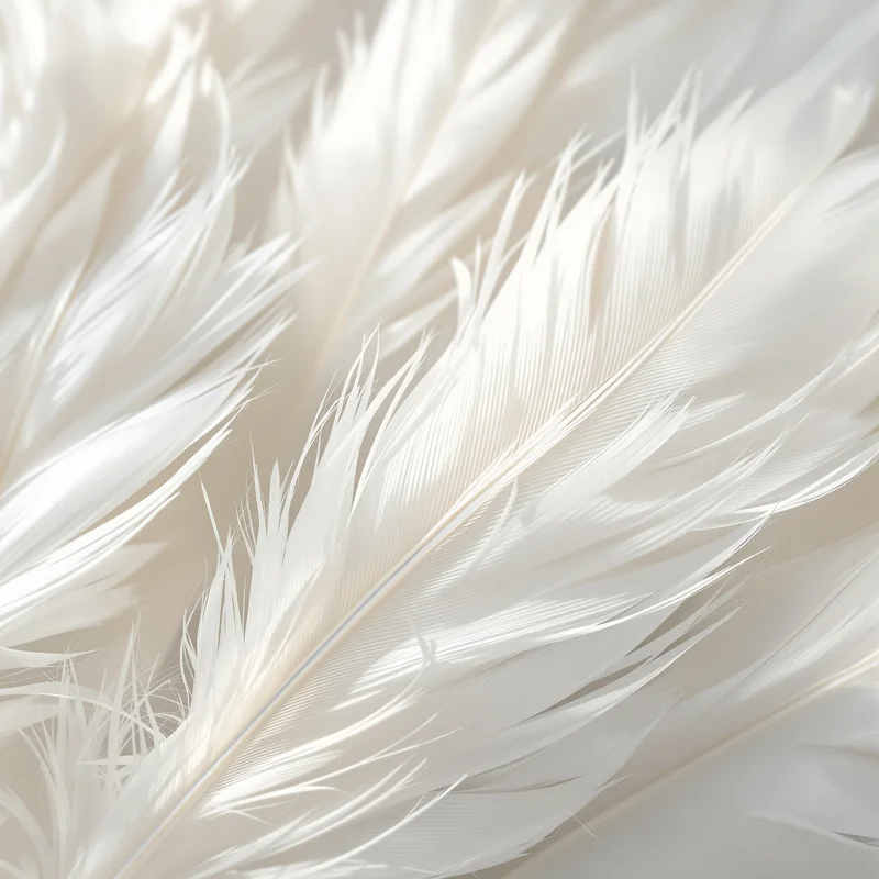 Feather Macro White Background