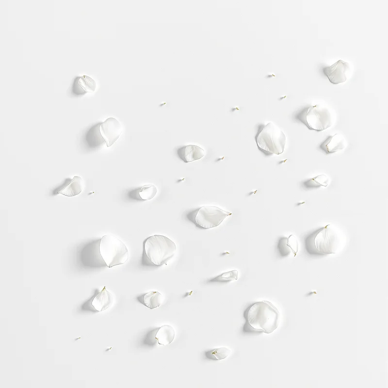 Petal Scatter White Background
