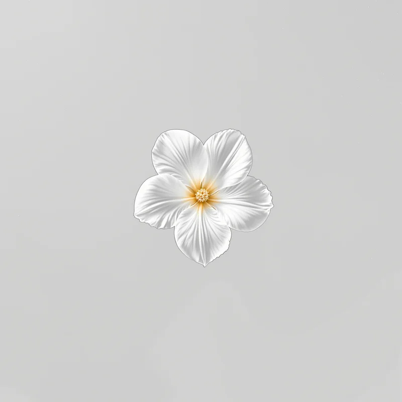 Single Blossom White Background