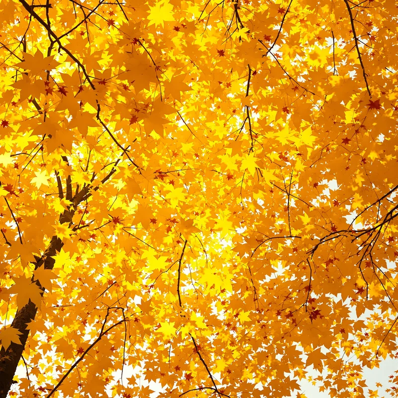 Autumn Canopy Yellow Background